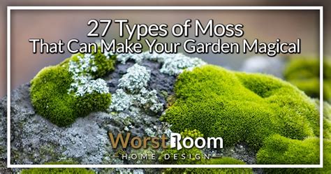 27 Types Of Moss That Can Make Your Garden Magical Natural Crafts And