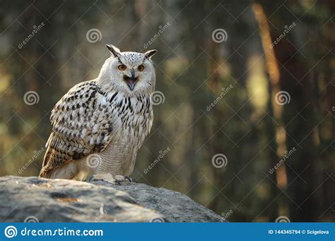 Eurasian Eagle Owl Bubo Bubo Is One Of The Largest Species