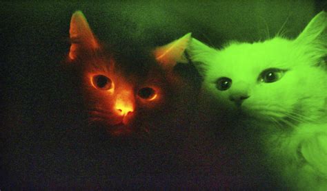 Glowing Cats Raww