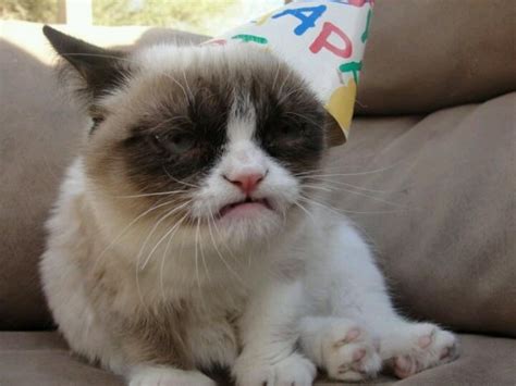Grumpy Cat Trying To Smile Ha Has Pinterest