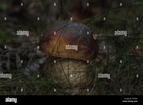 Fungo Porcino Mushrooms Funghi Boletus Edulis Stock Photo Alamy