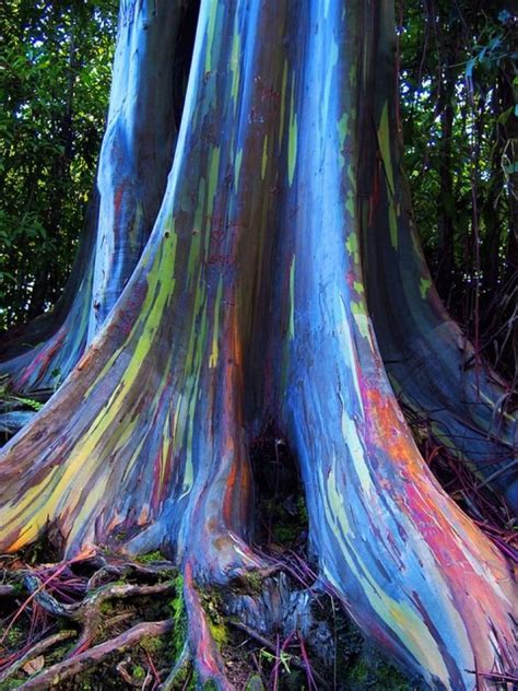 Rainbow Eucalyptus Trees Maui Hawaii Photo On Sunsurfer