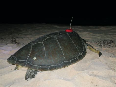 Satellite Tracking Sea Turtle Conservation Bonaire