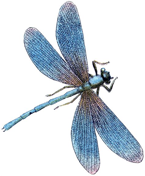 Dragonfly Wings Png Free Logo Image