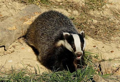 Gloucestershire Police Confirms Badger Cull Go Ahead Farminguk News