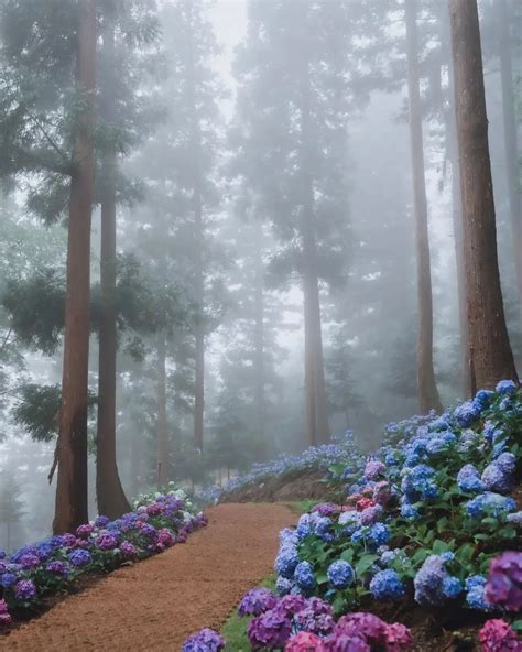 The Misty Forest Welcomes Any Visitors As Long As They Dont Leave