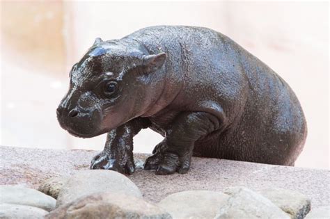 Photosvideo See The Pygmy Hippo Calf At Lowry Park Zoo Bad Cats