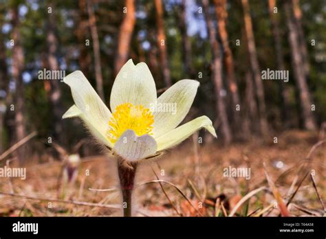 The First Spring Flowers Of Prairie Crocus Pasque Flower Prairie