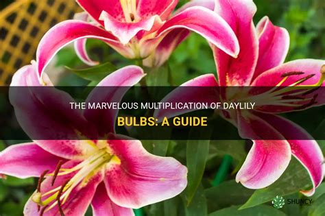 The Marvelous Multiplication Of Daylily Bulbs A Guide Shuncy