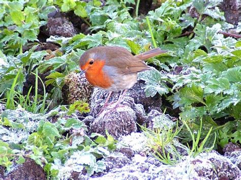Irelands Top 20 Garden Birds Irish Garden Birds