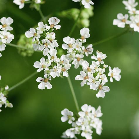 Cow Parsley With Some Small Winged Friends Photograph By Jouko Lehto