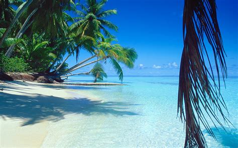 Nature Landscape Sea Beach Palm Trees Sand Tropical Island