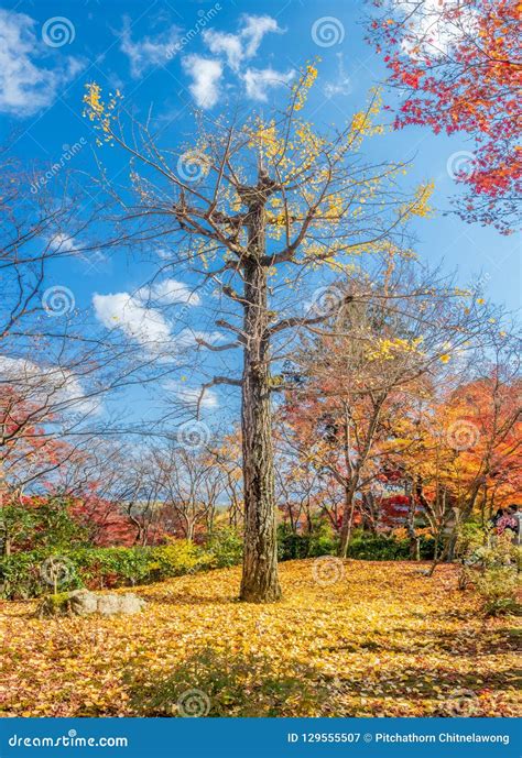Tall Leafless Tree In Autumn Season Stock Image Image Of Foliage