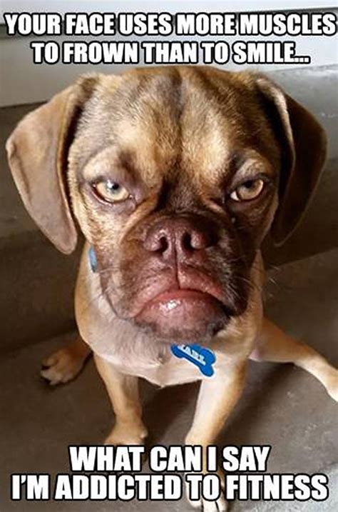 The 10 Best Memes Of Grumpy Dog