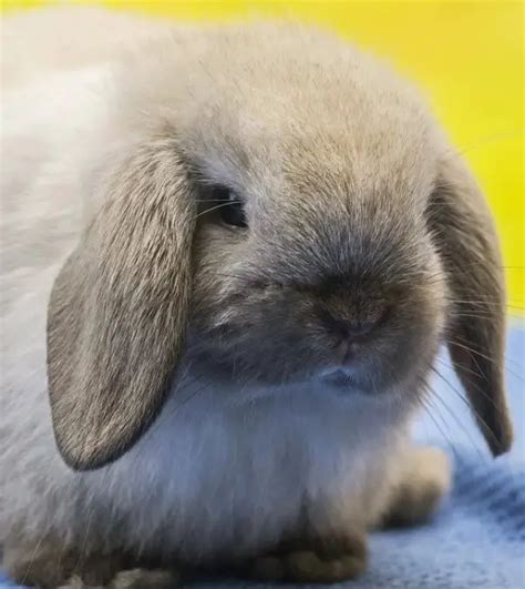 Holland Lop Bunnies For Sale Breeders Adoption And Price Guide