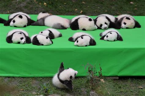 Photos 23 Panda Cubs Make Adorable Public Debut