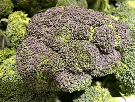 Why Does Some Broccoli Look Blue