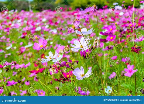 Beautiful Cosmos Flowers Field Stock Photo Image Of Nature Colorful