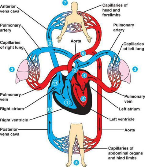 Pulmonary And Systemic Circulation Hsc Pdhpe