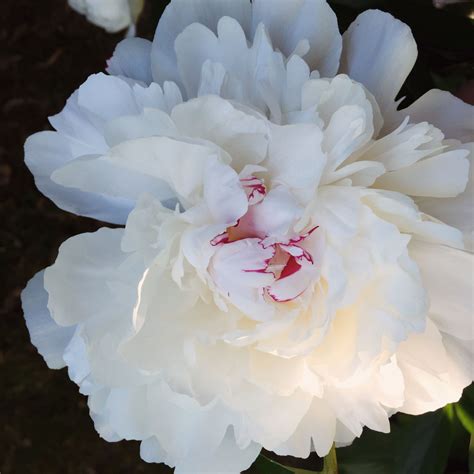 White Peonies With Pink Center Rosemarie Lins Photo Taken With My
