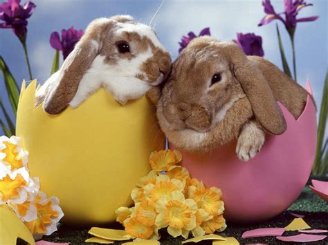 Easter Fun On The Web Easter Bunny ~ As Cute As It Gets