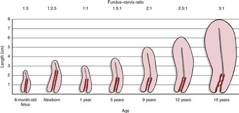 Longitud del pene por edad Chicas desnudas y sus coños