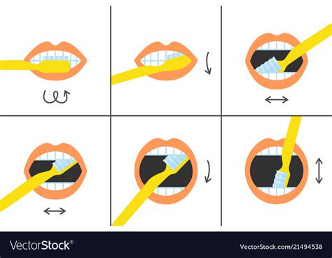 How To Brush Your Teeth Instructions 6 Steps Vector Image