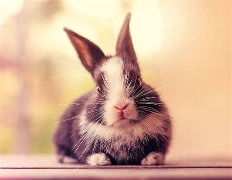 Photographer Documents His Baby Bunnies Growing Up For 30 Days