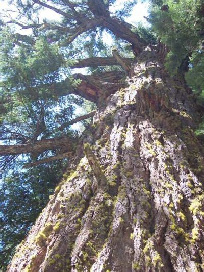 Oregon Caves Bigfoot Sighting Famous Trees Big Tree Oregon Caves