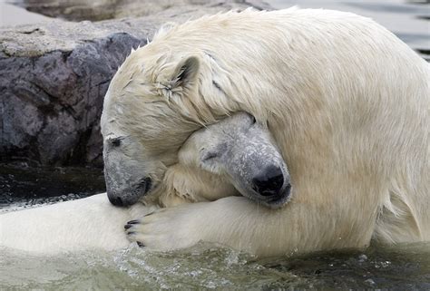 Polar Bear Hug Spiritual Growth How To Be Happy Seth David
