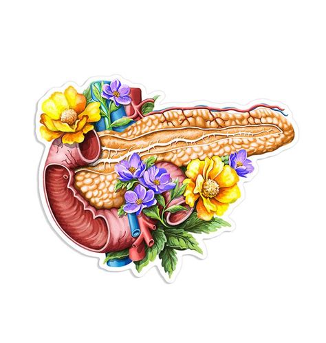 Pancreas Anatomy Sticker Codex Anatomicus