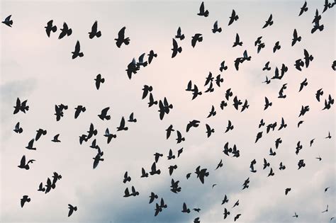 Animal Crow Flight Flock Birds Flying Birds Sky And Clouds