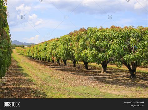 Mango Trees On Farm Image And Photo Free Trial Bigstock