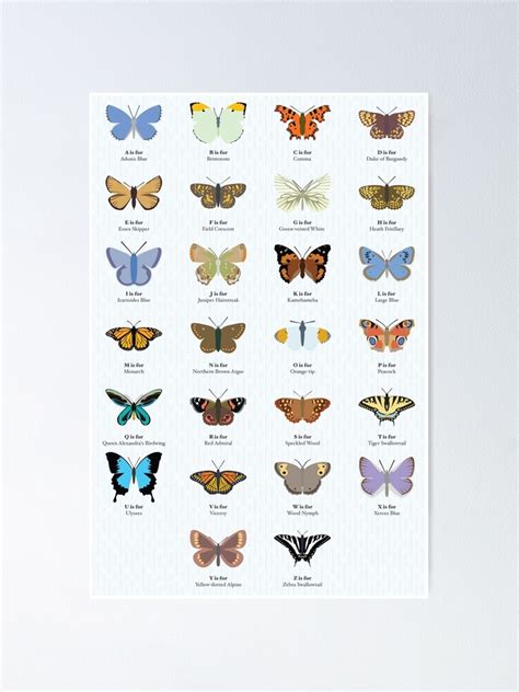 Butterfly Alphabet Poster For Sale By Babybigfoot Redbubble