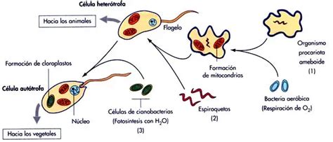 La Teoría Endosimbiótica