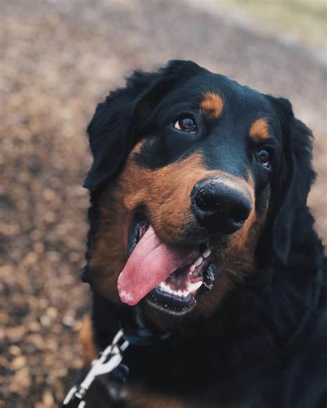 Fakten Zum Berner Sennenhund Golden Retriever Mix Hunde Zentrale