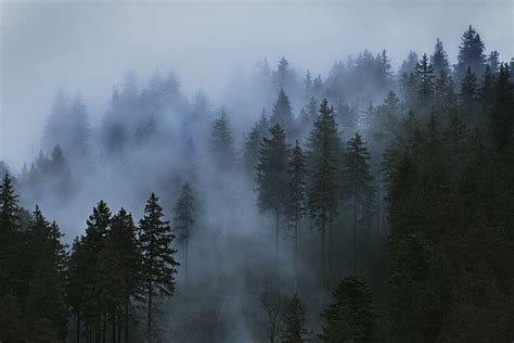 Trees Mist Clouds Photography Wood Sky Wallpapers Hd Desktop And