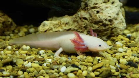 Axolotl Tank Keeping Guide Everything You Need To Know