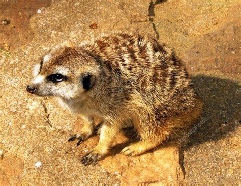 Pleading Southern African Meerkat — Stock Photo © Cd123 6165498