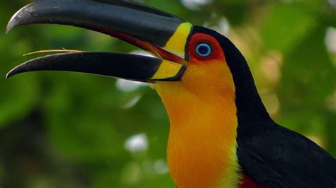 Toucan Beautiful Bird With Beautiful Color Wallpaper Hd