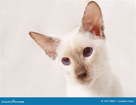 Portrait Of Large Eared Siamese Cat Stock Photo Image Of Large