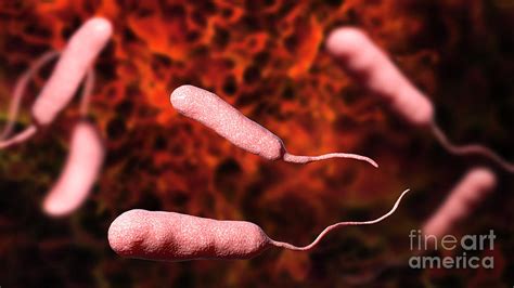 Vibrio Vulnificus Bacteria Photograph By Kateryna Konscience Photo Library