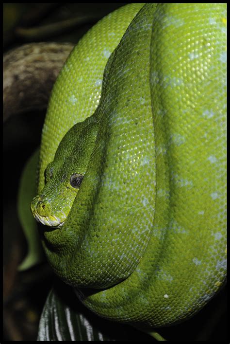Free Images : zoo, biology, yellow, fauna, green snake, close up, toxic