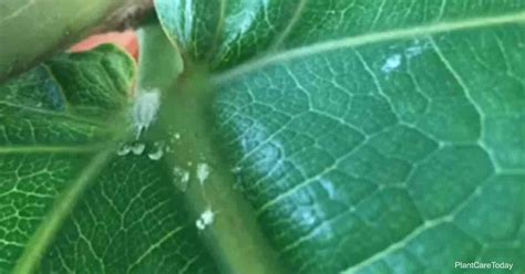 Alcohol tried out the waxy outer coating that protects mealybugs, so there's a few differenct ways to use alcohol to kill them. How To Get Rid Of Mealybugs On Ficus