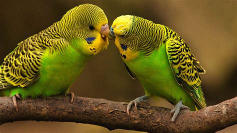 Budgie Singing Budgies Sound Effect Beautiful Love Birds Singing Talking Budgie Sounds