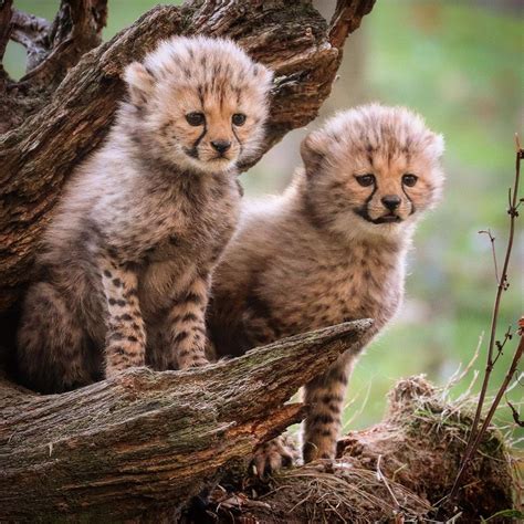 Photos Of Baby Cheetahs Pin On On Stand By Pics Board Logan Wallis