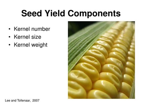 Ppt Physiology Crops Yield Powerpoint Presentation Free Download