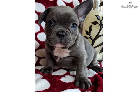 They offer bullies for sale through reputable breeders. Baby: French Bulldog puppy for sale near Springfield ...