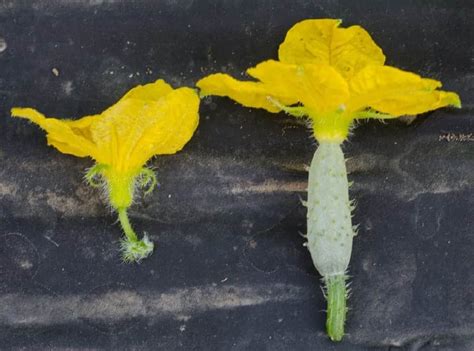 Male And Female Cucumber Flowers All America Selections
