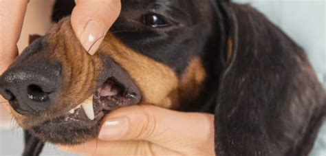 Dachshund Dog Breeds A To Z Popping Dog Originshistorytraining